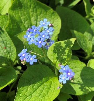 Tiny blue flowers surrounded by green leaves