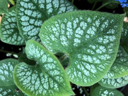 Close-up of green heart-shaped flowers with silvery-white spots