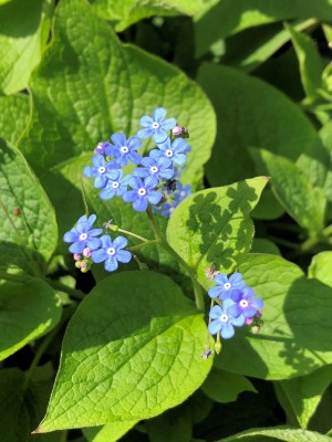 Tiny blue flowers surrounded by green leaves