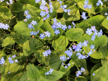 Sprays of tiny blue flowers over green heart-shaped leaves
