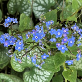 Spray of tiny blue flowers over green heart-shaped flowers with silvery-white spots