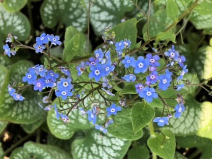 Spray of tiny blue flowers over green heart-shaped flowers with silvery-white spots