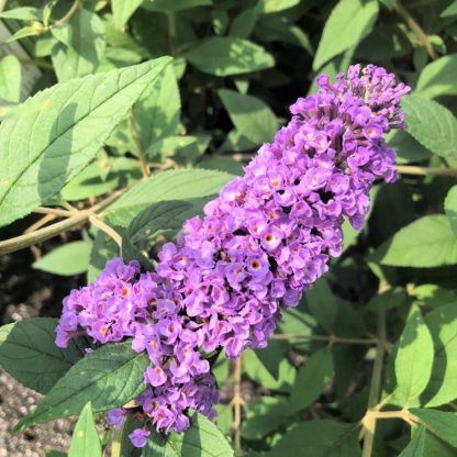 Close-up of long, spike-like, purple-blue flower surrounded by green leaves