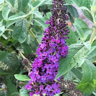 Close-up of long, spike-like, dark purple flower surrounded by green leaves