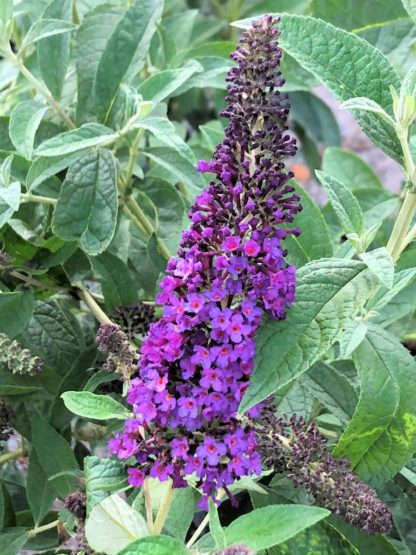 Close-up of long, spike-like, dark purple flower surrounded by green leaves