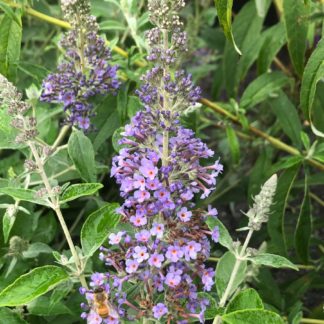 Close-up of long, spike-like, blue flower surrounded by green leaves and flower buds