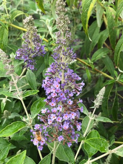 Close-up of long, spike-like, blue flower surrounded by green leaves and flower buds