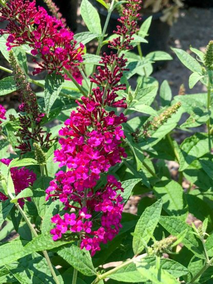 Close-up of long, spike-like, reddish-pink flower surrounded by green leaves and flower buds