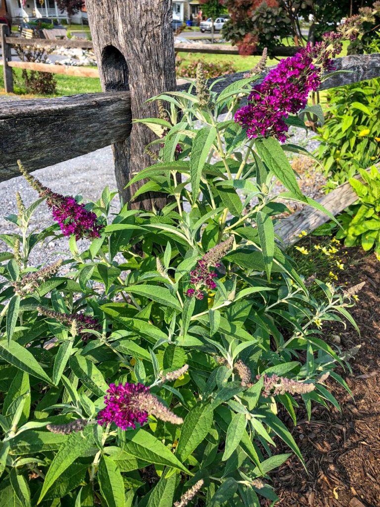 Buy Butterfly Bush Online Buddleia Stadler Nurseries