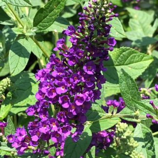 Close-up of long, spike-like, purple flower surrounded by green leaves