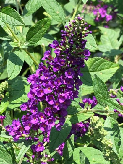 Close-up of long, spike-like, purple flower surrounded by green leaves