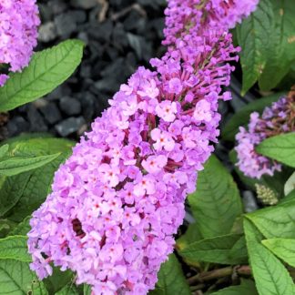 Close-up of long, spike-like, purple flower surrounded by green leaves