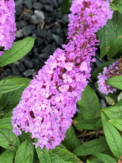 Close-up of long, spike-like, purple flower surrounded by green leaves