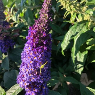 Close-up of long, spike-like, purple-blue flower with a green spider