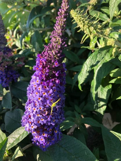 Close-up of long, spike-like, purple-blue flower with a green spider