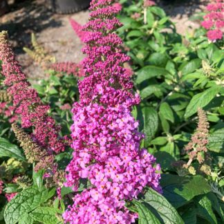 Close-up of long, spike-like, pink flower surrounded by green leaves and flower buds