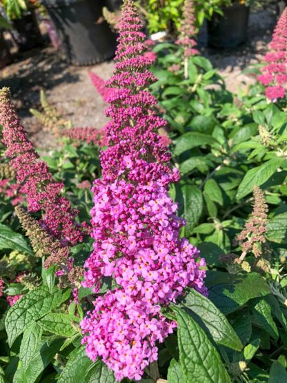 Close-up of long, spike-like, pink flower surrounded by green leaves and flower buds