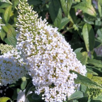 Close-up of long, spike-like, white flower surrounded by green leaves