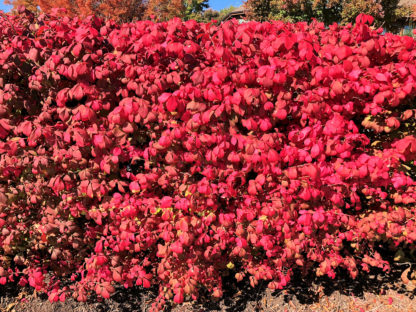 Hedge of mature plants with bright red leaves