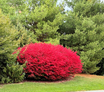 Mature, large shrub with bright red leaves in front of tall, evergreen trees