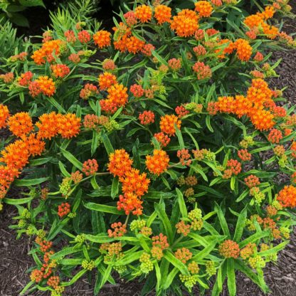 Sprays of tiny orange flowers covering small shrub