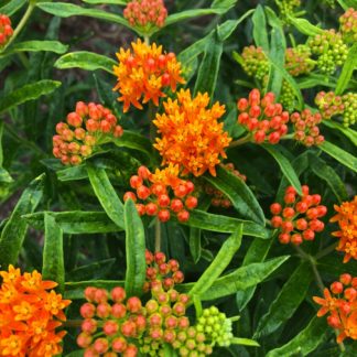 Clusters of tiny bright-orange flowers surrounded by green leaves