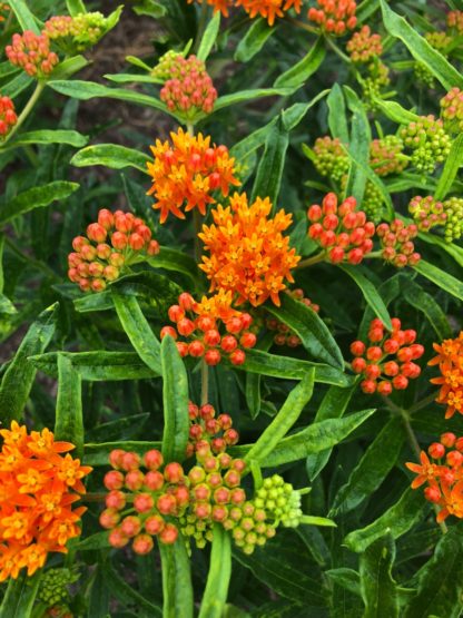 Clusters of tiny bright-orange flowers surrounded by green leaves