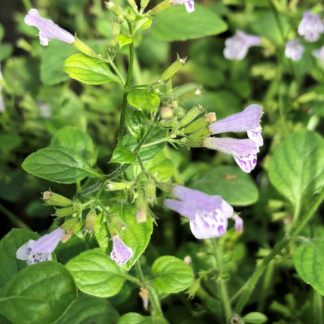 Tiny light-blue flowers surrounded by green leaves