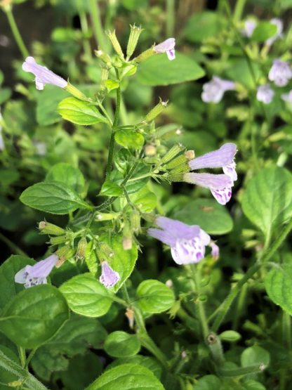 Tiny light-blue flowers surrounded by green leaves