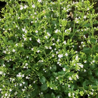 Tiny white flowers on upright green stems