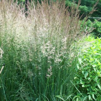Tall, upright grass with plumes in garden