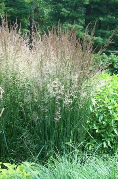 Tall, upright grass with plumes in garden