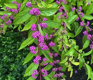 Callicarpa