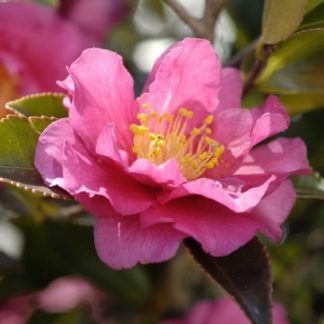Close-up of large, pink flower with yellow center surrounded by green leaves