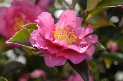 Close-up of large, pink flower with yellow center surrounded by green leaves