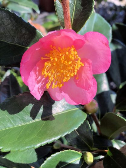 fall pink camellia
