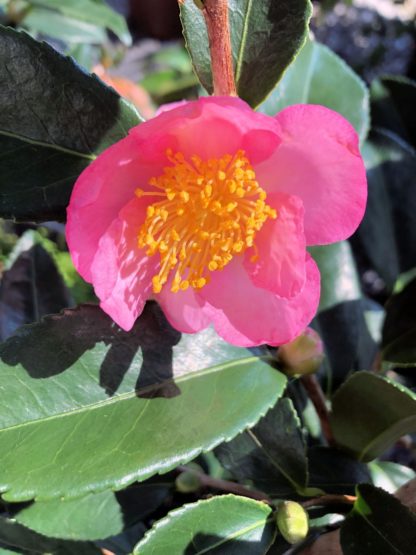 Close-up of large, pink flower with yellow center surrounded by green leaves