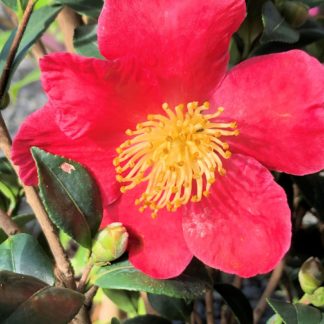 Close-up of large, red flower with yellow center surrounded by green leaves