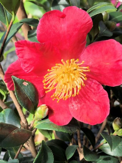 Close-up of large, red flower with yellow center surrounded by green leaves