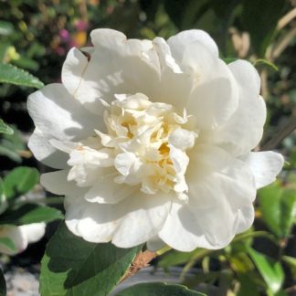 fall white camellia