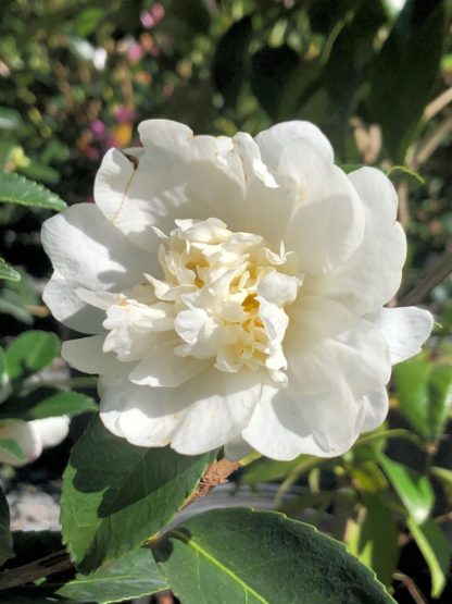 Close-up of large, white flower surrounded by green leaves
