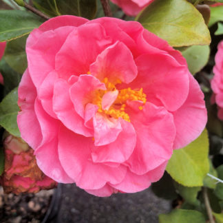 Close-up of large, pink flower surrounded by green leaves