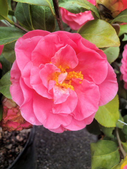 Close-up of large, pink flower surrounded by green leaves