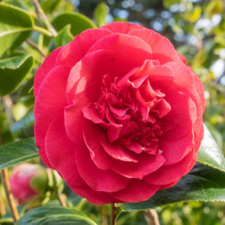 Close-up of large, red flower surrounded by green leaves