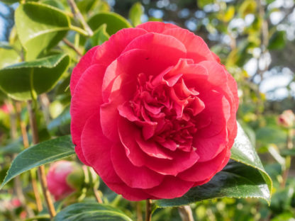 Close-up of large, red flower surrounded by green leaves