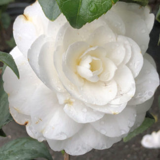 Close-up of large, white flower surrounded by green leaves