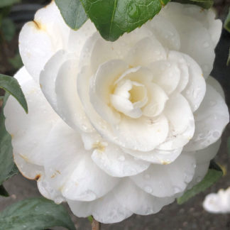 Close-up of large, white flower surrounded by green leaves