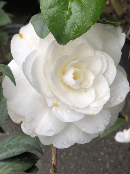 Close-up of large, white flower surrounded by green leaves