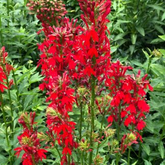 Close-up of red flower spikes surrounded by green leaves