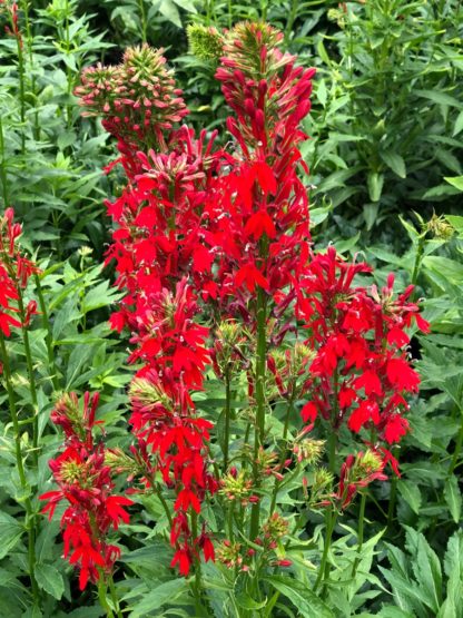 Close-up of red flower spikes surrounded by green leaves